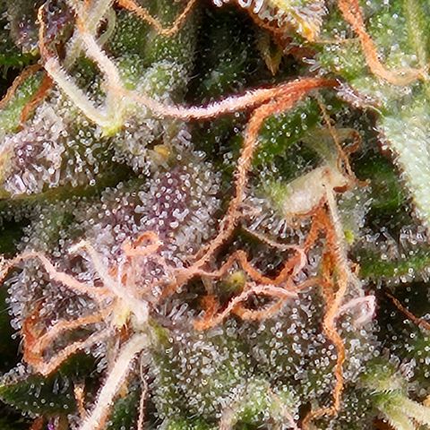 Chocolate mints og auto growlog timeline photo