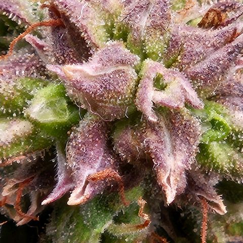 Chocolate mints og auto growlog timeline photo