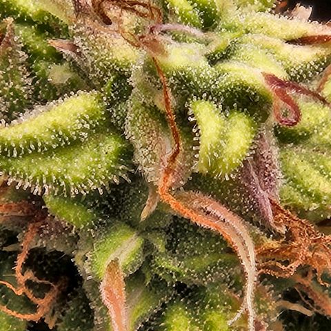 Chocolate mints og auto growlog timeline photo