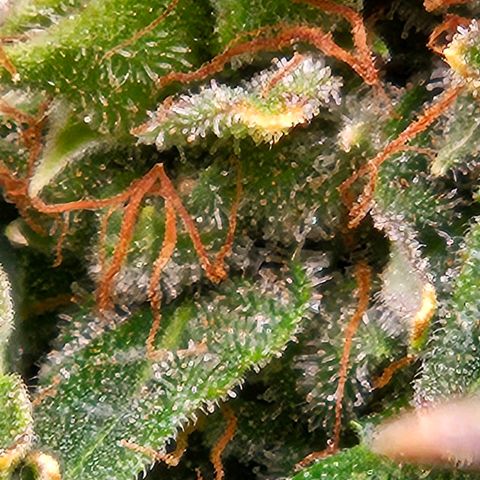 Chocolate mints og auto growlog timeline photo