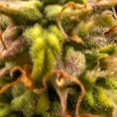 Chocolate mints og auto growlog timeline photo