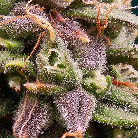 Chocolate mints og auto growlog timeline photo