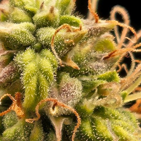 Chocolate mints og auto growlog timeline photo