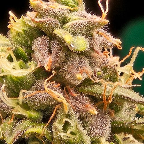Chocolate mints og auto growlog timeline photo