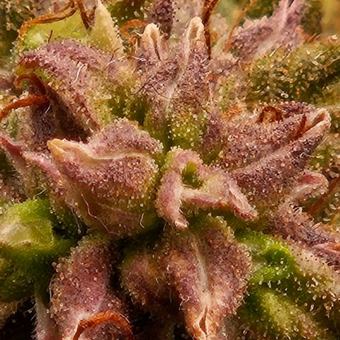 Chocolate mints og auto growlog timeline photo