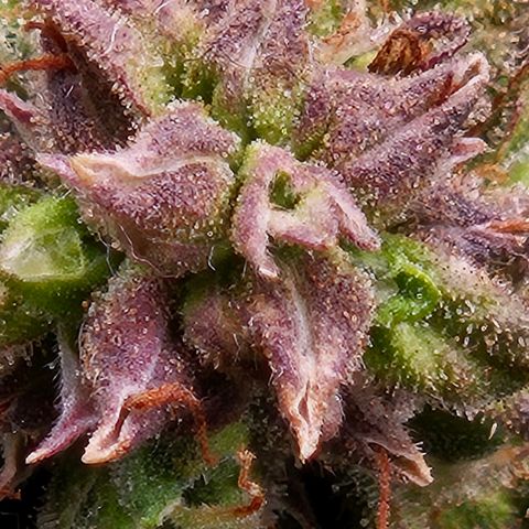 Chocolate mints og auto growlog timeline photo