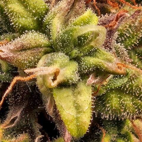 Chocolate mints og auto growlog timeline photo