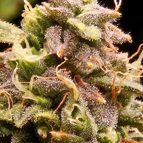 Chocolate mints og auto growlog timeline photo