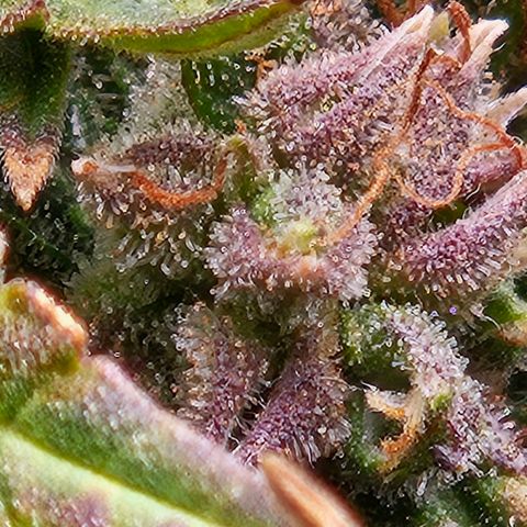 Chocolate mints og auto growlog timeline photo