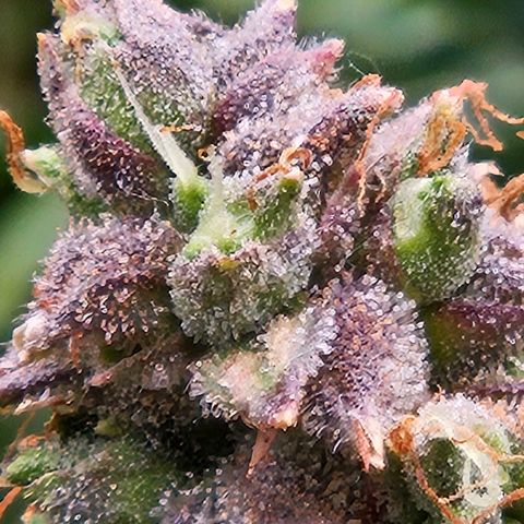 Chocolate mints og auto growlog timeline photo