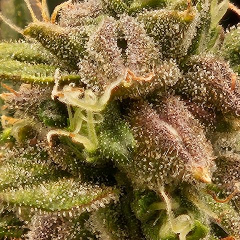 Chocolate mints og auto growlog timeline photo