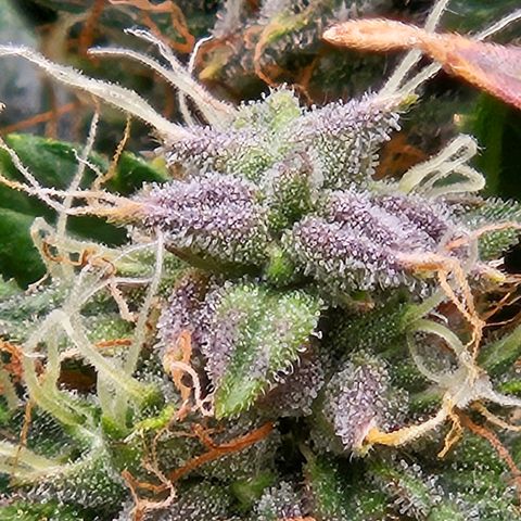 Chocolate mints og auto growlog timeline photo