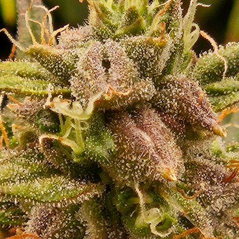 Chocolate mints og auto growlog timeline photo