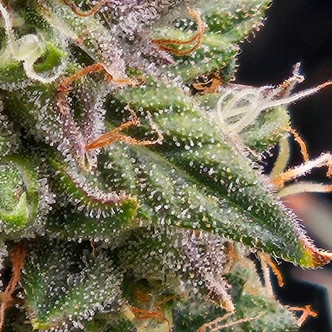 Chocolate mints og auto growlog timeline photo