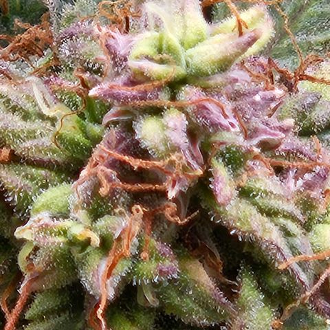 Chocolate mints og auto growlog timeline photo