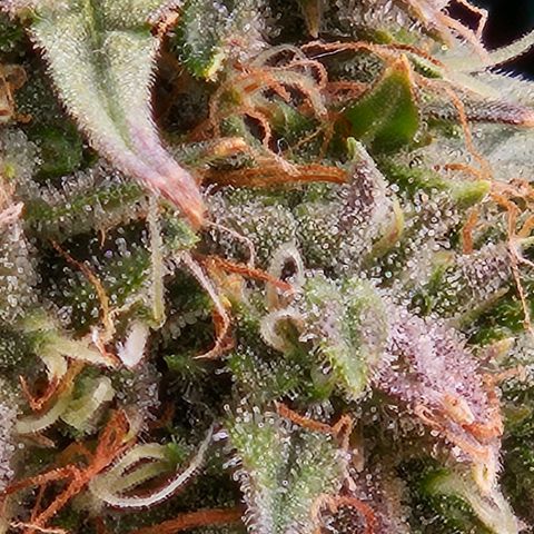 Chocolate mints og auto growlog timeline photo