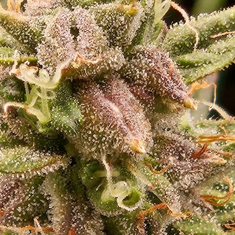 Chocolate mints og auto growlog timeline photo