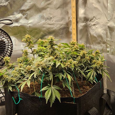 Chocolate mints og auto growlog timeline photo