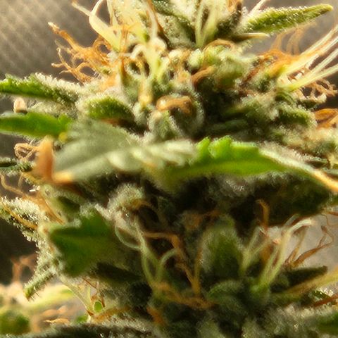 Chocolate mints og auto growlog timeline photo