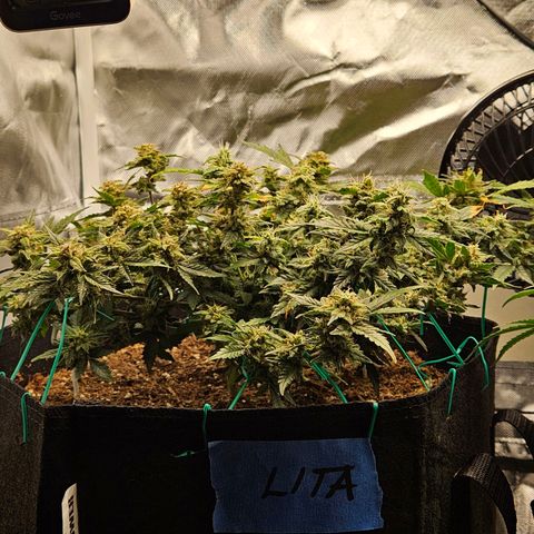 Chocolate mints og auto growlog timeline photo