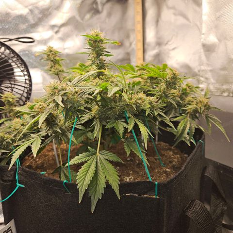 Chocolate mints og auto growlog timeline photo