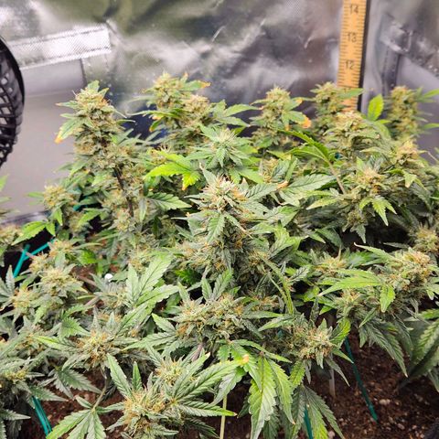 Chocolate mints og auto growlog timeline photo