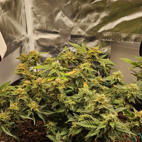 Chocolate mints og auto growlog timeline photo