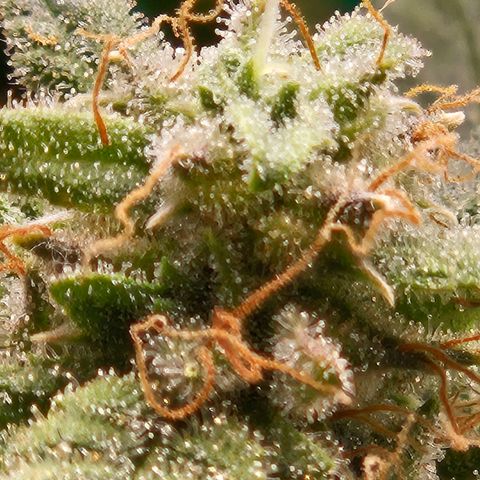 Chocolate mints og auto growlog timeline photo