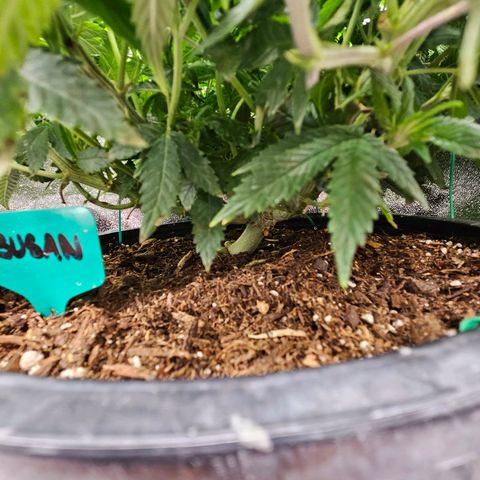 Shango church growlog photo: Post trim