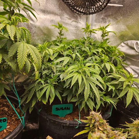 Shango church growlog photo: Post trim