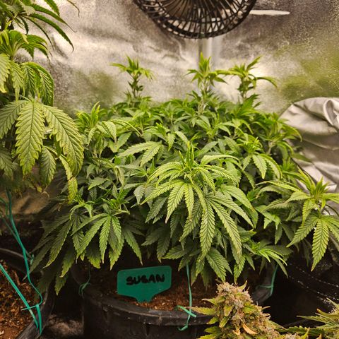 Shango church growlog photo: Post trim