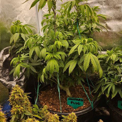 Shango church growlog photo: Post trim