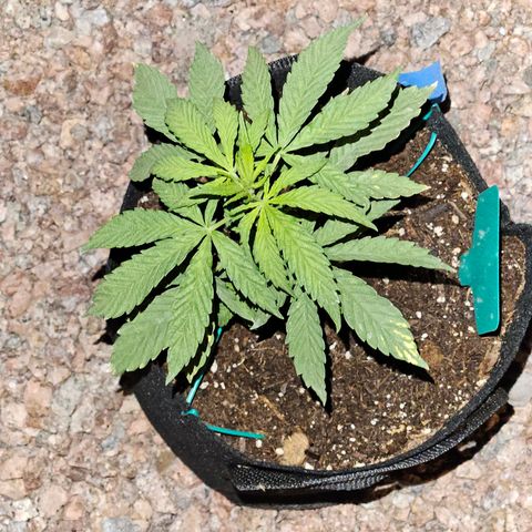 GREAT UNKNOWN  growlog photo: For lack of love they still growing lol