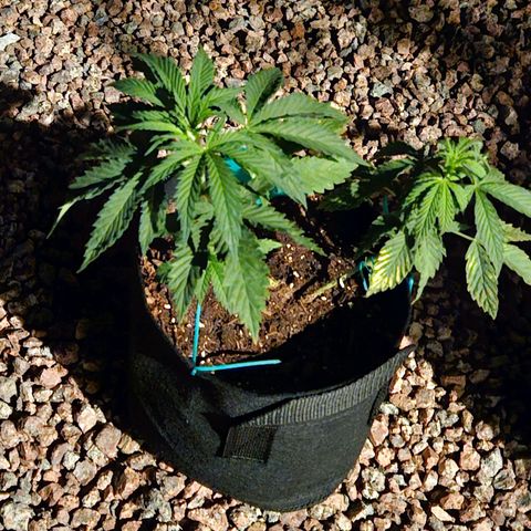 GREAT UNKNOWN  growlog photo: For lack of love they still growing lol