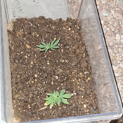 GREAT UNKNOWN  growlog photo: For lack of love they still growing lol