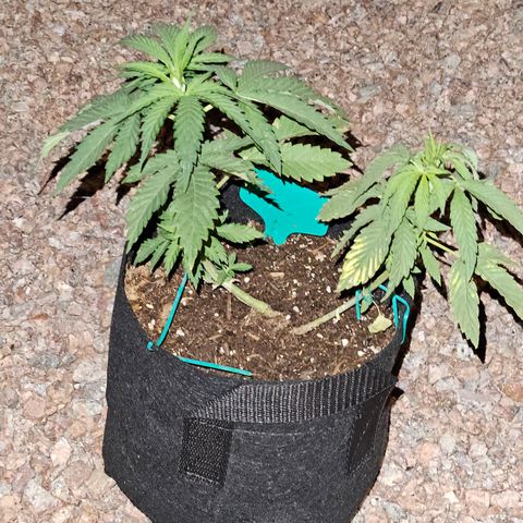 GREAT UNKNOWN  growlog photo: For lack of love they still growing lol