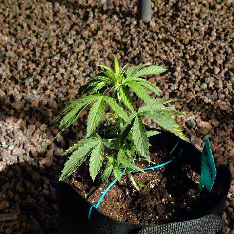 GREAT UNKNOWN  growlog photo: For lack of love they still growing lol