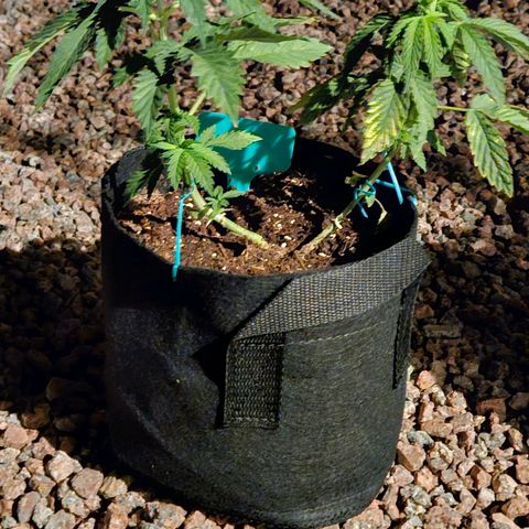 GREAT UNKNOWN  growlog photo: For lack of love they still growing lol