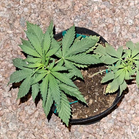 GREAT UNKNOWN  growlog photo: For lack of love they still growing lol