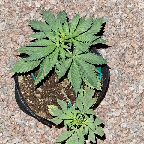 GREAT UNKNOWN  growlog photo: For lack of love they still growing lol
