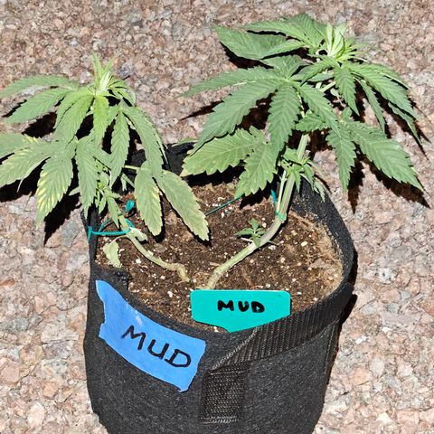 GREAT UNKNOWN  growlog photo: For lack of love they still growing lol