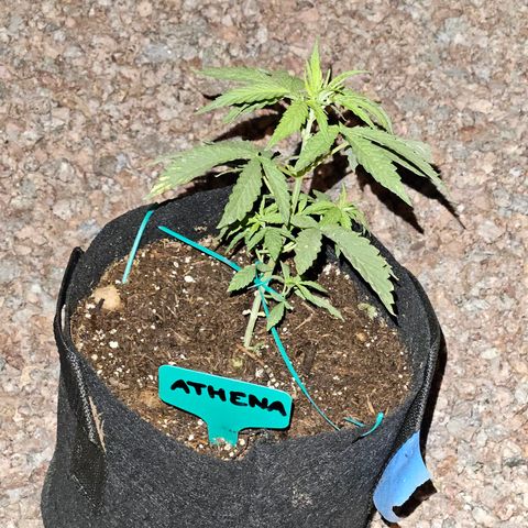 GREAT UNKNOWN  growlog photo: For lack of love they still growing lol