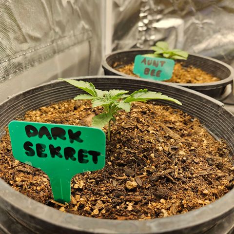 Red Velvet runtz  growlog photo: Boom 💥 💥 💥 💥  they exploding!!!!