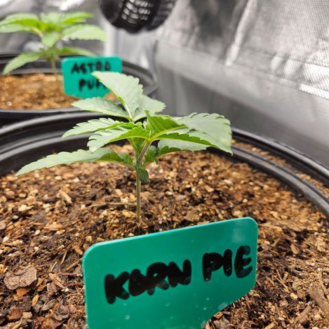 Red Velvet runtz  growlog photo: Boom 💥 💥 💥 💥  they exploding!!!!