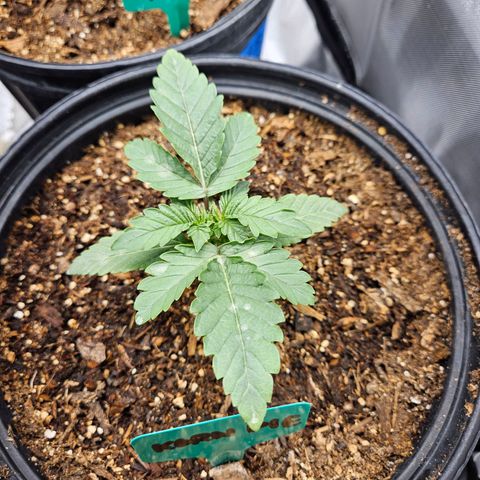 Red Velvet runtz  growlog photo: Boom 💥 💥 💥 💥  they exploding!!!!