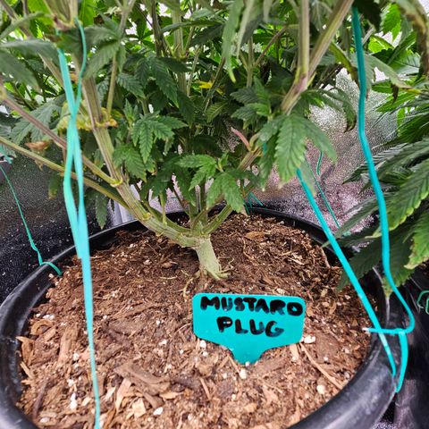 Shango church growlog photo: Thickness 