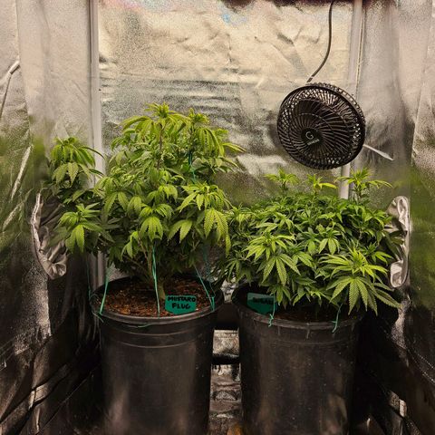 Shango church growlog photo: Thickness 