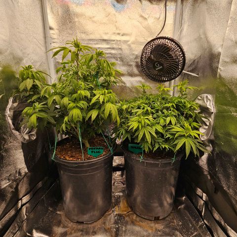 Shango church growlog photo: Thickness 