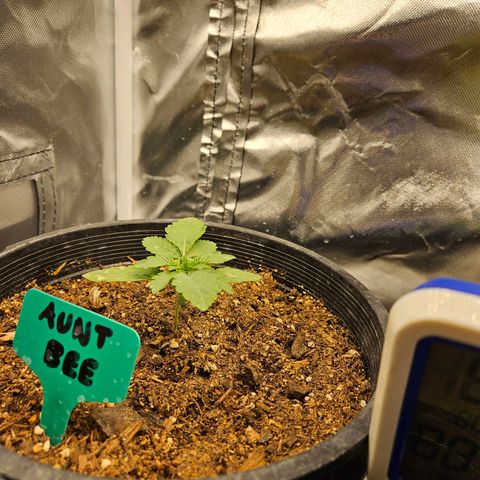Red Velvet runtz  growlog timeline photo