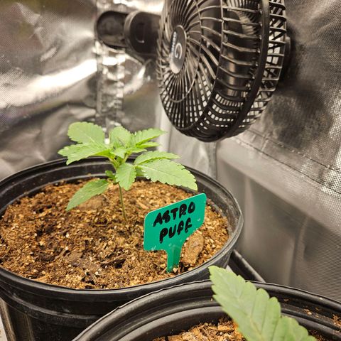 Red Velvet runtz  growlog timeline photo